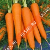Морковь Лосиноостровская 13