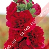 Шток-роза Алая