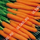 Морковь Тушон