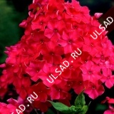 Флокс метельчатый Ред Райдинг Худ
