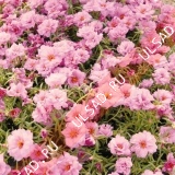 Портулак крупноцветковый Солнечная страна Розовый